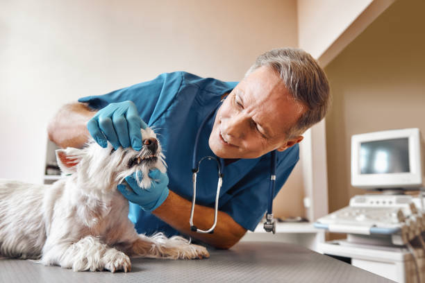 Best Emergency Dentist for Special Needs Patients in Drum Point, MD